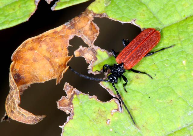 Platycis minutus - Copyright Denis Bourgeois